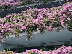 -深圳仙湖植物园