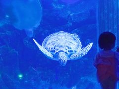 -芜湖新华联大白鲸海洋公园