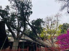 -晋祠公园