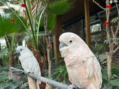 -南宫五洲植物乐园