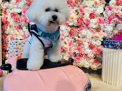 -百好乐宠物友好餐厅(朝外大街店)