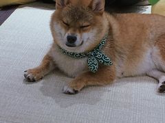 -逗柴咖啡屋·狗咖猫咖宠物桌游