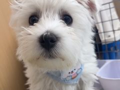 -瑞派康怡24h宠物医院·犬猫医疗中心·微创绝育(瑞景分院)