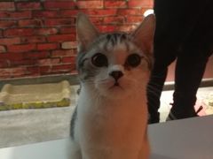 -AOE 火焰 剧本密室狼人杀