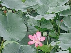 -羊亭河湿地公园