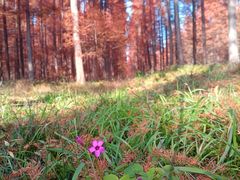 -黄海国家森林公园