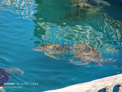 -广东惠东海龟国家级自然保护区