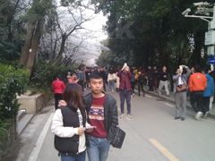 景点-武汉大学-樱园