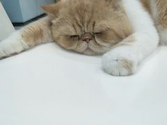 -糯米喵星人·撸猫猫舍咖啡馆(西市场嘉华店)