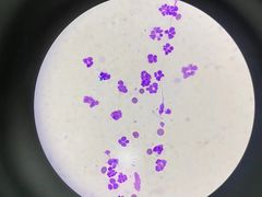 -芭比堂动物医院·24小时·眼科中心(深圳中心)