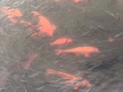 -西湖外事游船(花港观鱼码头)