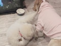 -百好乐宠物友好餐厅(朝外大街店)