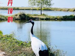 -黑龙江扎龙生态旅游区