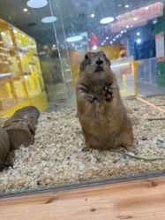 -神奇动物撸宠馆·羊驼·小浣熊·异宠(豫园店)