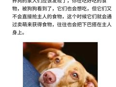 -翊宠yipet猫狗购宠庄园犬舍•猫舍