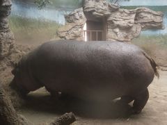 河马犇犇20201115-北京动物园
