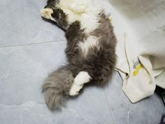 -爱洗澡的猫(天河路店)