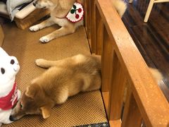 -豆柴町-柴犬主题狗咖(红鼎国际C座店)