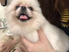 -共舞时光猫咖·狗咖(新街口店)