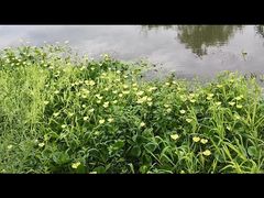 -洋湖国家湿地公园