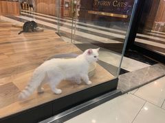 -袖虎·猫馆(体育西路店)