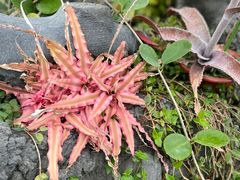 -国家植物园南园