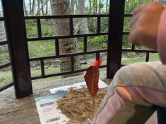 -东郊椰林