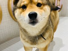 -柴务处·柴犬主题狗咖