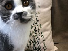 -猫和宫(六道口店)