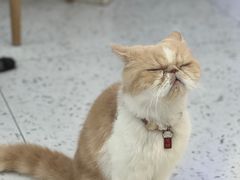 -喵园·猫主题咖啡厅·撸猫·猫咖(国贸店)