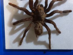 -上海昆虫博物馆