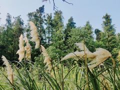 -艾溪湖湿地公园