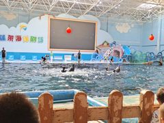 -蓬莱欧乐堡海洋极地世界