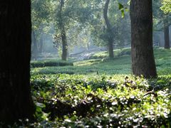 -野蔓果·山野菜(西湖景区·龙井茶田店)