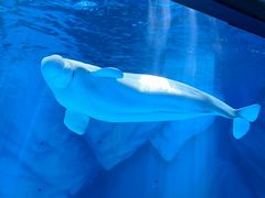 -上海海昌海洋公园