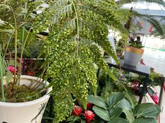 -北京植物园-展览温室