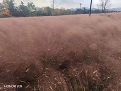 -羊亭河湿地公园