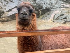 -栾川竹海野生动物园