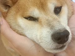 -怪兽屋·羊驼·猫咖·狗咖(俊华广场店)