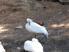 -燕塞湖鸟语林景区