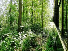 -合肥滨湖国家森林公园