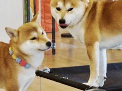 -南京Hallo宠物乐园·哈罗犬舍·柴犬繁育基地