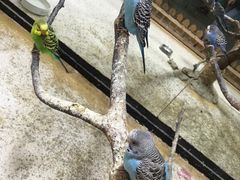 -上海大自然野生昆虫馆(东方明珠·爬宠昆虫探索中心)