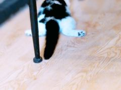 -万小咖.猫咖(中山路天虹店)