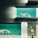 成都拾野·自然博物馆游玩攻略