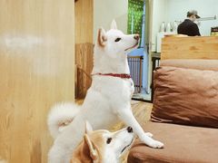 -柴务处·柴犬主题狗咖