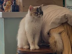 -平行世界·猫咖(首经贸店)