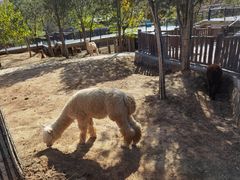 -石家庄市动物园