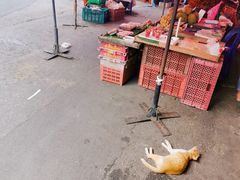 -清迈夜间动物园