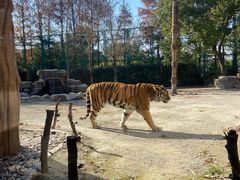 -上海野生动物园老虎餐厅